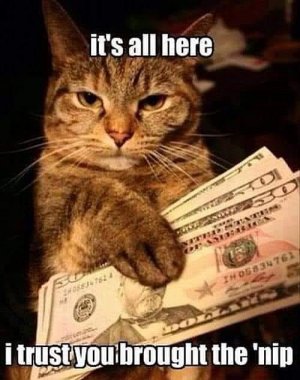cutecats020622.jpg