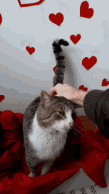 valentine cat.gif