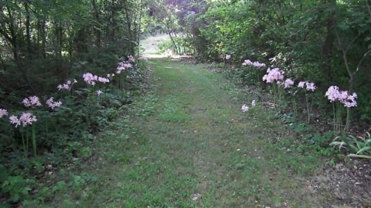 2021-07-30 Lycoris on Pond Trail (V)_Moment-2.jpg