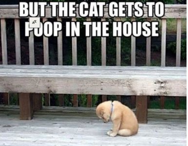 poop.jpg