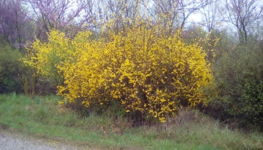 2018-03-28 Forsythia.jpg