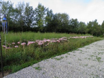 2020-08-05 south side of house (1).jpg