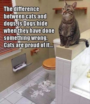 cattitude020822.jpg