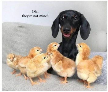 Dog chicks copy.jpg