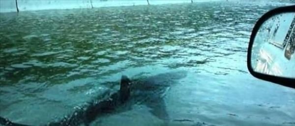 shark.jpg