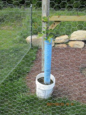 #24A tube removal 2.jpg