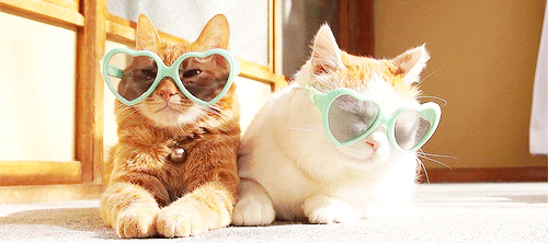 val.cat.glasses.gif