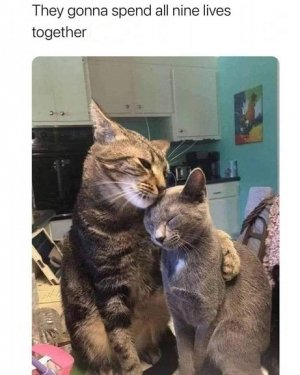 9 lives.jpg