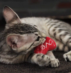 valentine cat with heartj.gif