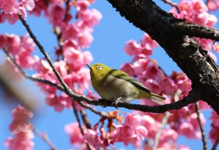 bird.jpg