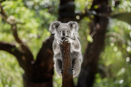 koala.jpg
