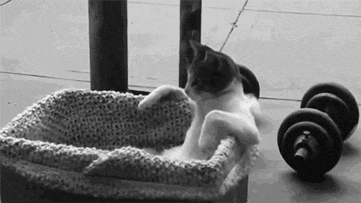 monophy.gif