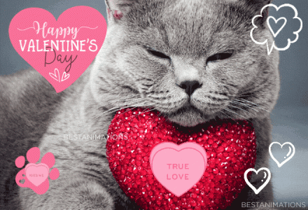 cat-happy-valentines-day-gif.gif