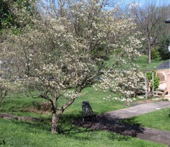 DogwoodBackyard.jpg
