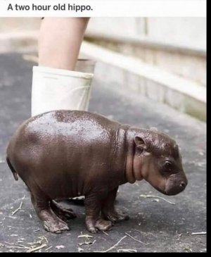 animalbabies021122.jpg