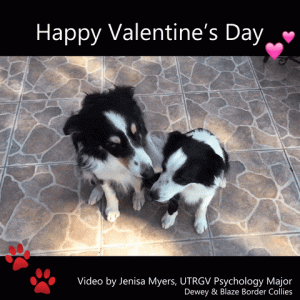 valentines.hugging dogs.gif