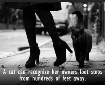 cats021022.jpg