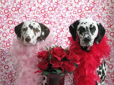 Dalmatian-Dogs-Married-Couple-Valentines.jpg