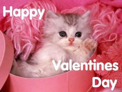 kitten2.jpg