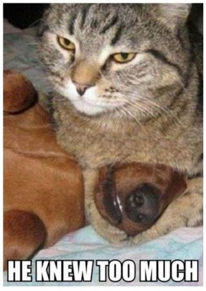 cat knew too.jpg