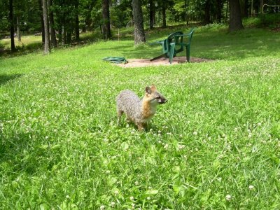 Fox In Yard.jpg