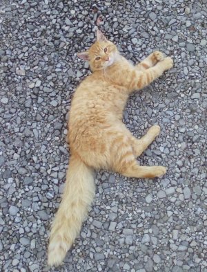 2019-09-05 What a tail!.jpg