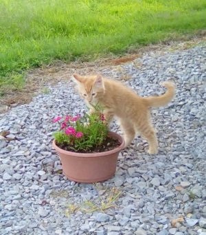 2019-05-28 Opie with flowers.jpg