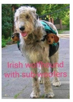 woofers.jpg