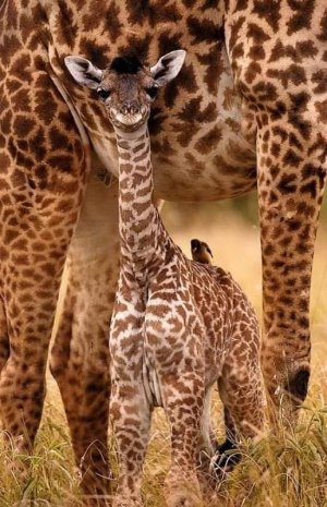 animalbabies021522.jpg