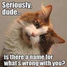296e58114f3bb88bac57ba1ed0416d6f--best-memes-ever-google-search.jpg