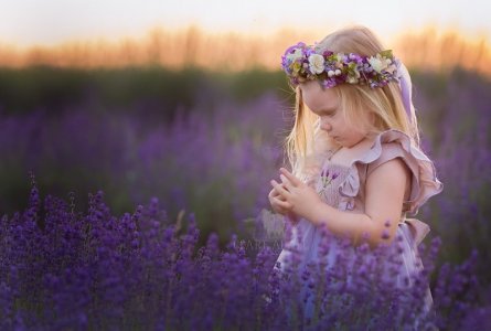 Photograph+of+a+little+girl+in+a+field+of+purple+lavender+at+Springfield+Manor.jpg