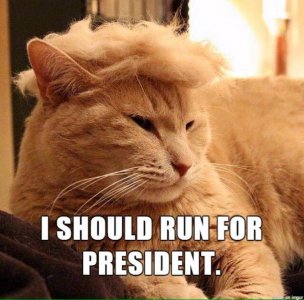 I-should-run-for-president.jpg