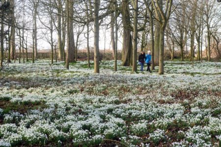 snowdrops.jpg