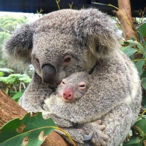 animalbabies021622.jpg