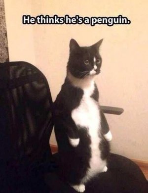 Top-30-Very-Funny-Animals-Memes-animals.jpg