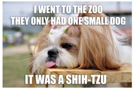 dog zoo.jpg