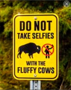 fluffycows.jpg
