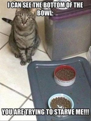 cattitude021722.jpg