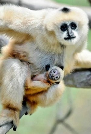 animalbabies021722.jpg