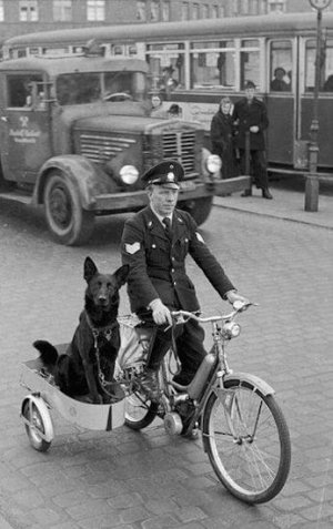 Police dog @.jpg