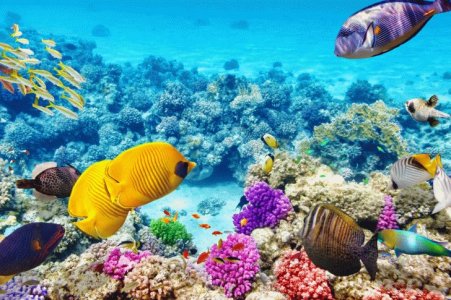 the-great-barrier-reef-30-natural-wonders-of-the-world_728px.jpeg
