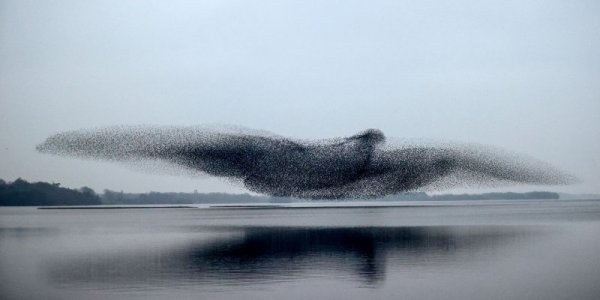 ,murmuration.jpg