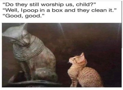 cat worship.jpg