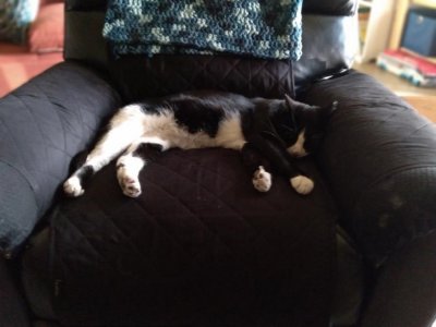 pixel in MY chair.jpg