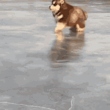 tenor (1).gif