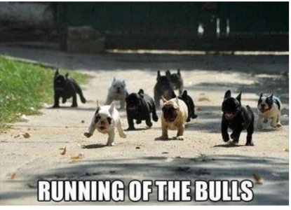 bulldogs.jpg