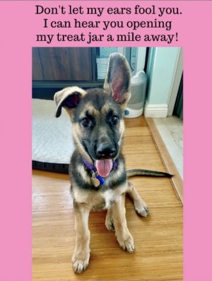 dogs020822.jpg