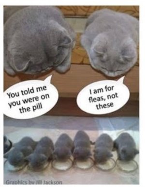 cats pi;;.jpg