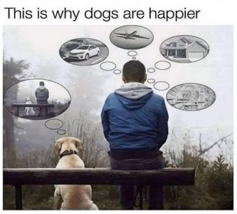 dogs022022.jpg