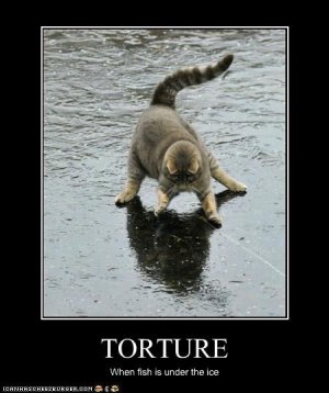 1fb13449e66caf7c3382a434a5424f2a--so-funny-funny-stuff.jpg
